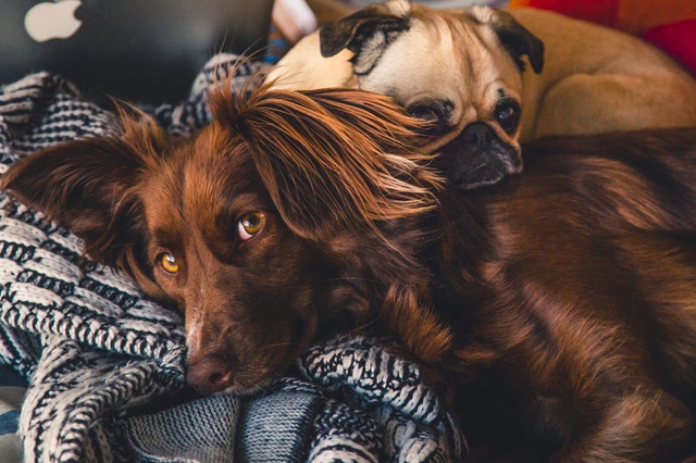 Therapy Dogs for Schools